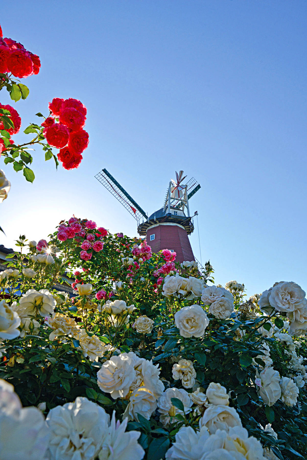 Rosarium Everdings Mühle Natur pur im Garten der Sinne