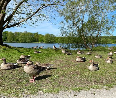 In Osnabrück gibt es viel Natur und Grün. Der Rubbenbruchsee lädt zu einem Natur-Erlebnis in Osnabrück ein.