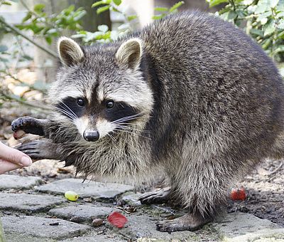 Fütterung im Gehege der Waschbären im Zoo Osnabrück