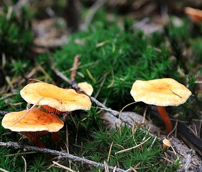 Bei einem Spaziergang über die Gesundheitspfade in Bad Essen kann man einiges entdecken. Auf diesem Bild sind Pilze zu sehen. Sie stehen zwischen grünem Moos und leuchten in einem hellen warmen Braunton. So schön ist der Herbst im Osnabrücker Land!