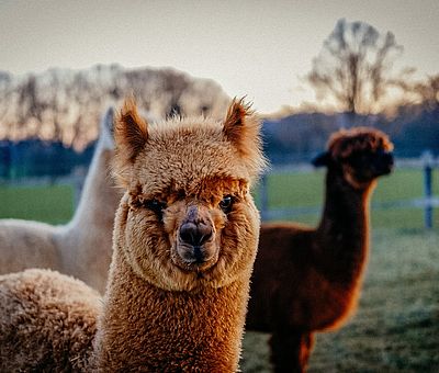 Hannes, Lenny, Viktor, Luis, Tom, Paul und Casimier könnt ihr bei einer Alpaka-Wanderung in Bersenbrück kennenlernen