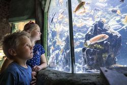 Tetra Aquarium_c_Zoo Osnabrück_f_Bettina Meckel.jpg