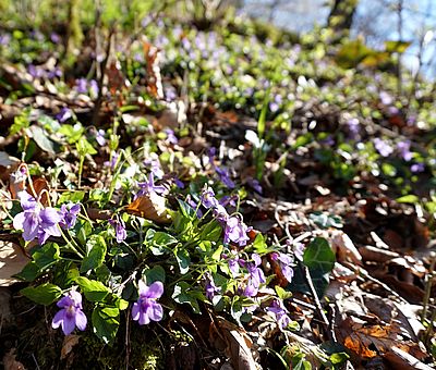 Im Frühling verwandelt sich der Freeden in Bad Iburg in ein buntes Blütenmeer