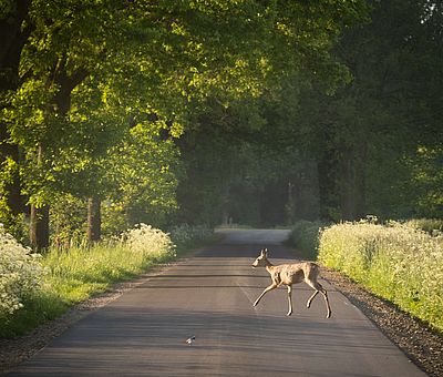 Radfahren auf der Artland-Rad-Tour im Osnabrücker Land