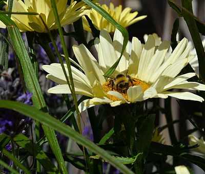 naturnah: Auf Hof Gösling in Osnabrück-Pye kann Honig direkt vom Imker vor Ort gekauft werden. 