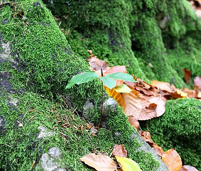 Auf diesem Bild ist ein Herbstwald zu sehen. Bunte Blätter liegen auf weichem grünen Moos. Das Foto wurde auf den Gesundheitspfaden in Bad Essen im Osnabrücker Land aufgenommen.