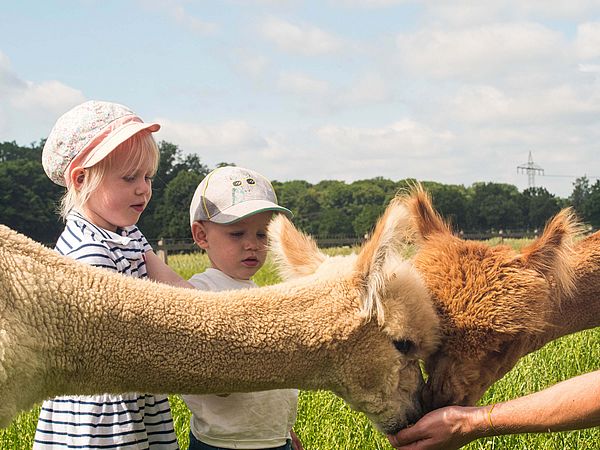 Ein super Ausflugstipp für die Osterferien rund um Osnabrück: Eine Wanderung mit Alpakas in Bersenbrück