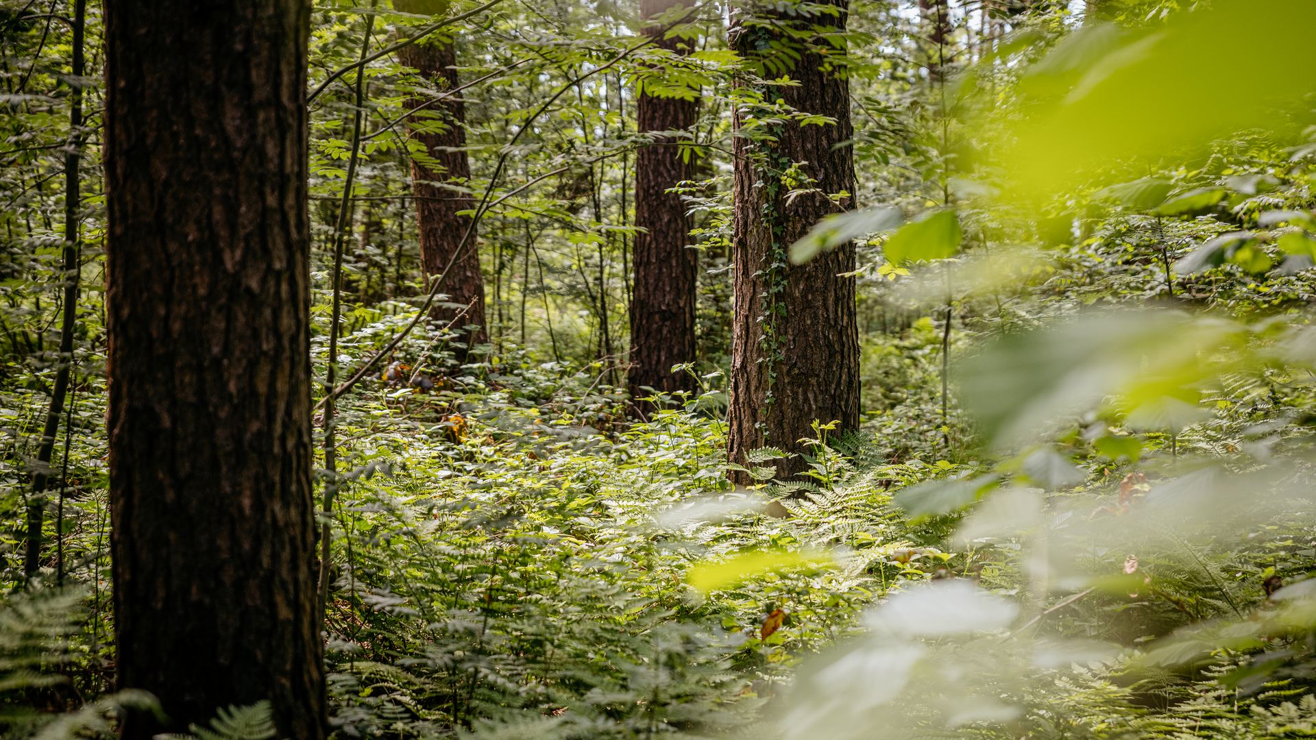Grenzgaengerroute_Wald_Christoph Steinweg.jpg