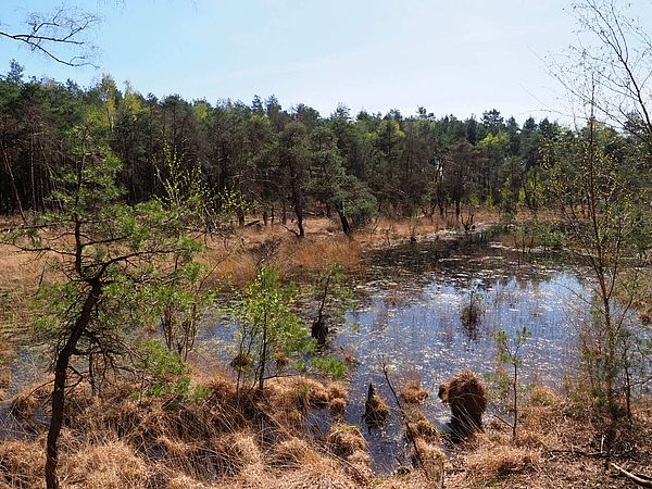 Naturschutzgebiet Grasmoor in Bramsche im Osnabrücker Land