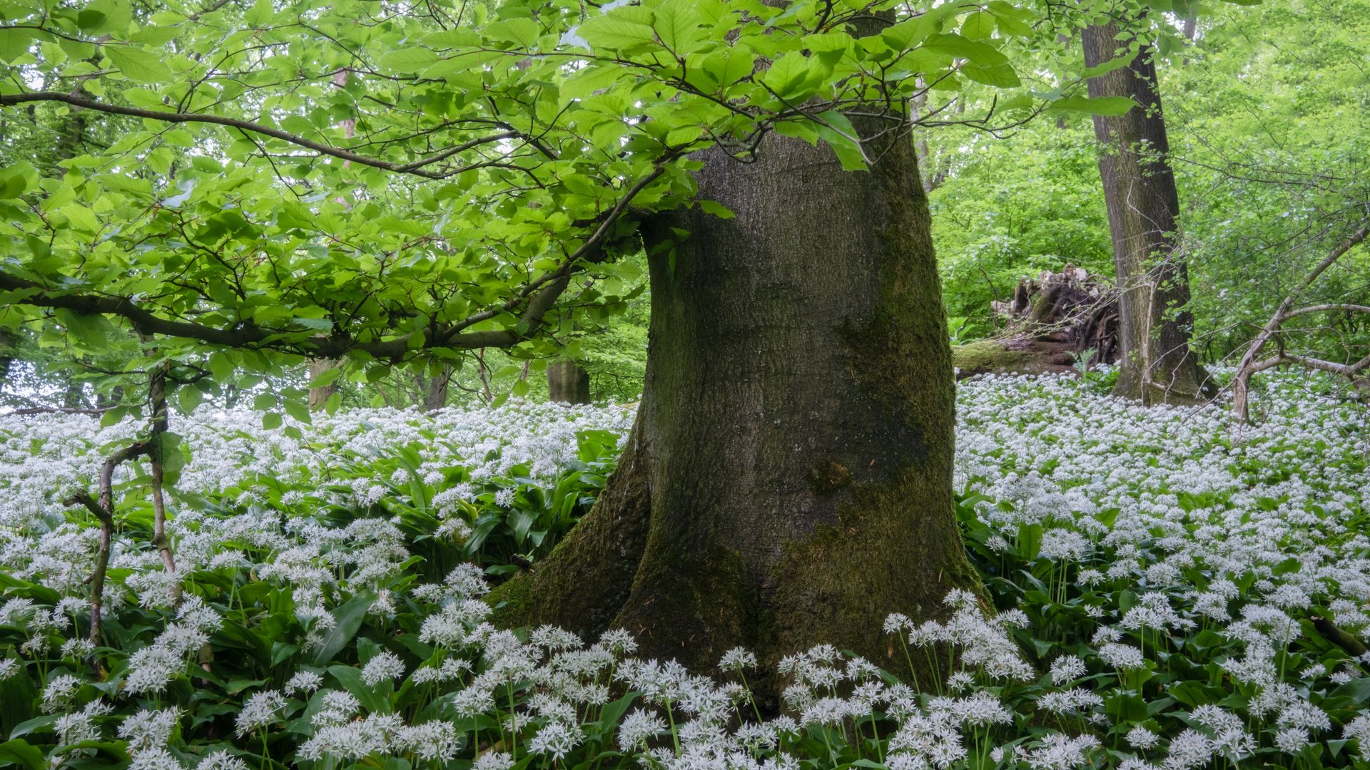 Bärlauchblütenteppich umgibt mächtigen Baumstamm in grüner Waldlandschaft.