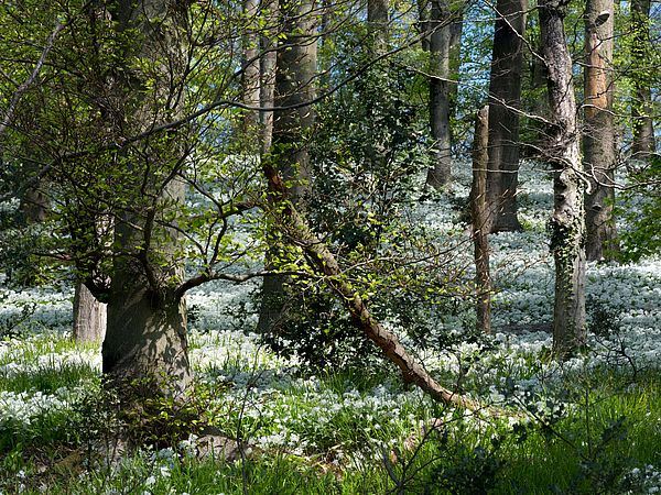 Osterferien in Osnabrück! Eine wunderbare Gelegenheit, um durch die erwachende Natur zu spazieren und Frühblüher, wie beispielsweise den Bärluach in Bad Rothenfelde zu bewundern. 