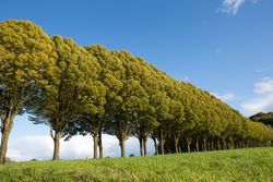 Reihe von Bäumen entlang einer grünen Wiese unter klarem blauen Himmel.