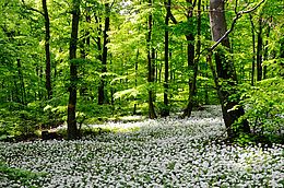 Als südlichster Ausläufer des Teutoburger Waldes zählt der „Blomberg“ in Bad Laer zum UNESCO Global Geopark TERRA.vita. Bedingt durch sein mildes Klima erfreut er sich einer reichen Artenvielfalt an Tieren und Pflanzen, hierunter auch viele Heilkräuter. 