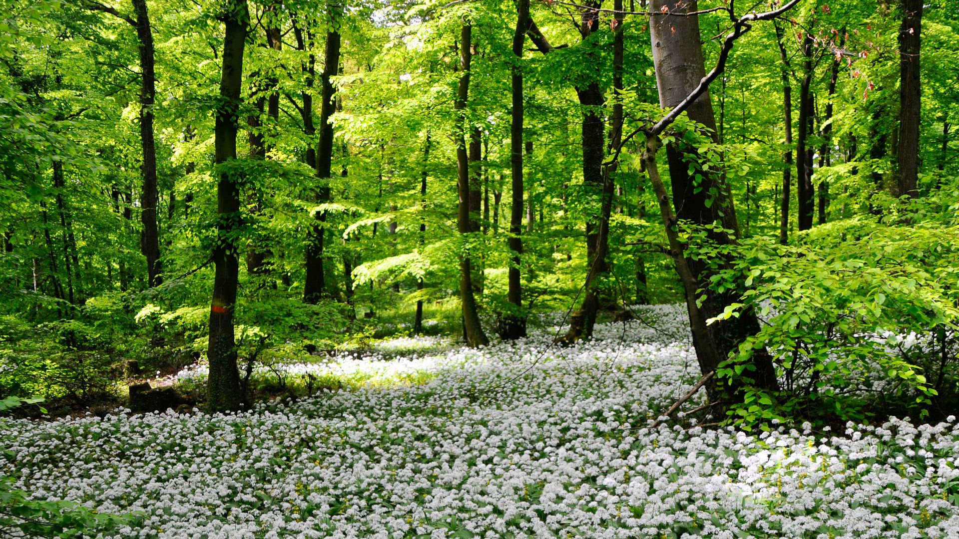 Blütenmeer auf dem Blomberg