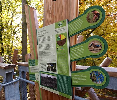 BAUMWIPFELPFAD in Bad Iburg. Erst geht's 30 Meter hoch und dann 440 Meter weit mitten durch die Wipfel mächtiger Laubbäume. Ein sagenhafter Ausblick wartet, aber auch viele Infos über das Leben der Tiere in dieser Höhe. Also, rauf mit euch auf den Baumwipfelpfad im Waldkurpark Bad Iburg.