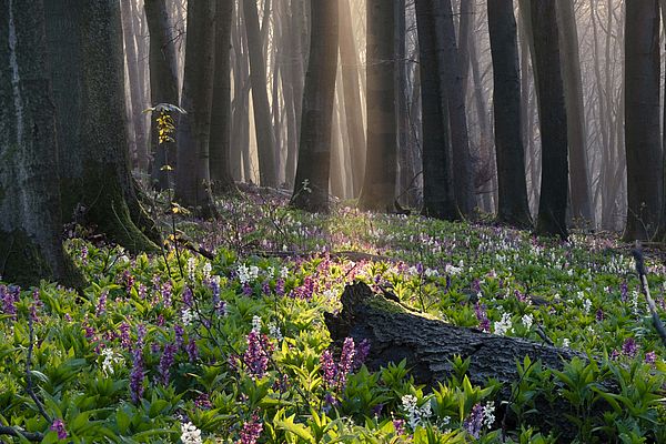 Die Osterzeit ist auch die Zeit der Frühblüher. In Bad Iburg im Osnabrücker Land blüht sicherlich pünktlich zu den Osterferien der Lerchensporn. 