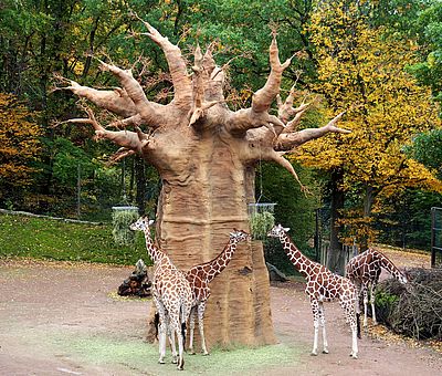 Giraffen sind mit einer Körpergröße von bis zu sechs Metern die höchsten Landlebewesen der Erde.