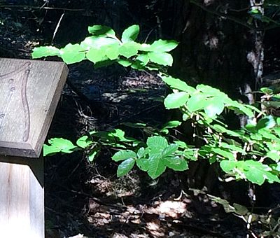 Dem Besucher im Waldgebiet Maiburg in Bippen zeigt das Fuchssymbol den Weg entlang des Waldlehrpfads "Vosspäddken".