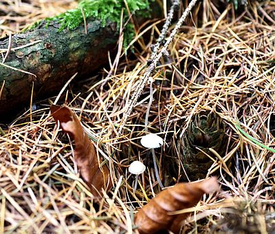 Eine Wandertour im Herbst hält unseren Kreislauf fit und außerdem gibt es im Herbstwald eine Menge zu entdecken. Auf den Gesundheitspfaden in Bad Essen ist dieses Foto entstanden. Unter einem herbstlich verfärbten Nadelbaum stehen zwei weiße Pilze.