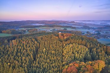 Weitläufiger Wald in herbstlichen Farben unter pastellfarbenem Himmel.