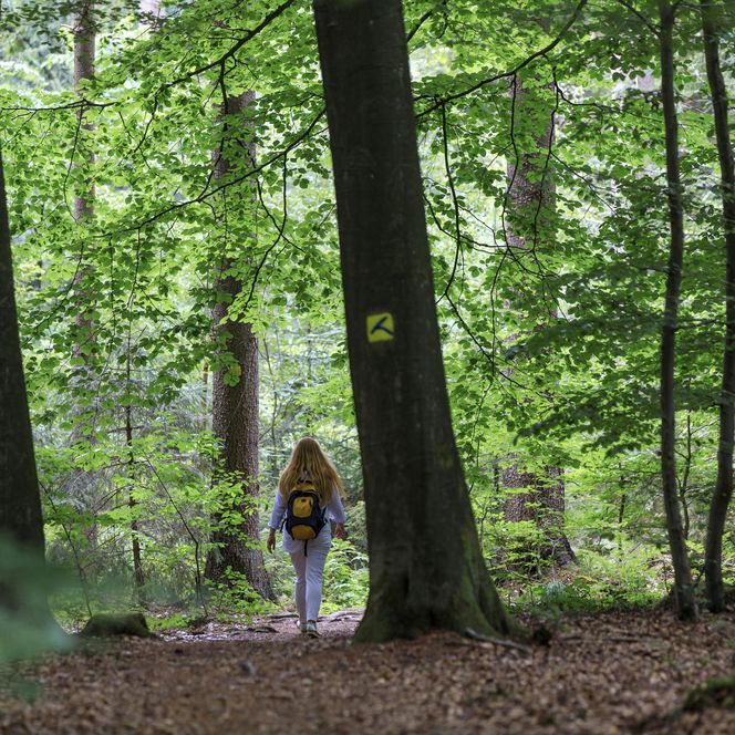 Eine Person mit Rucksack wandert auf einem bewaldeten Pfad unter dichtem grünen Laub.
