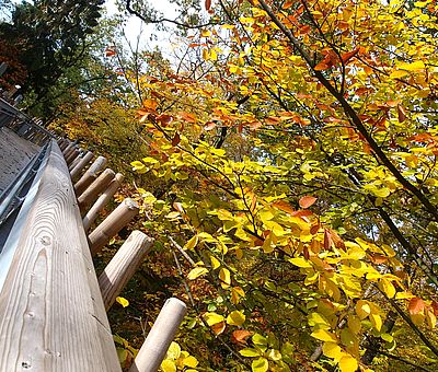Im Waldkurpark Bad Iburg mit seinem herrlichen alten Baumbestand entdecken Sie bei einem Waldbad die Urkraft des Waldes und fördern so auf ganz natürliche Weise Ihre Gesundheit. Ein Gang über den Baumwipfelpfad macht das Ganze zum besonderen Erlebnis.