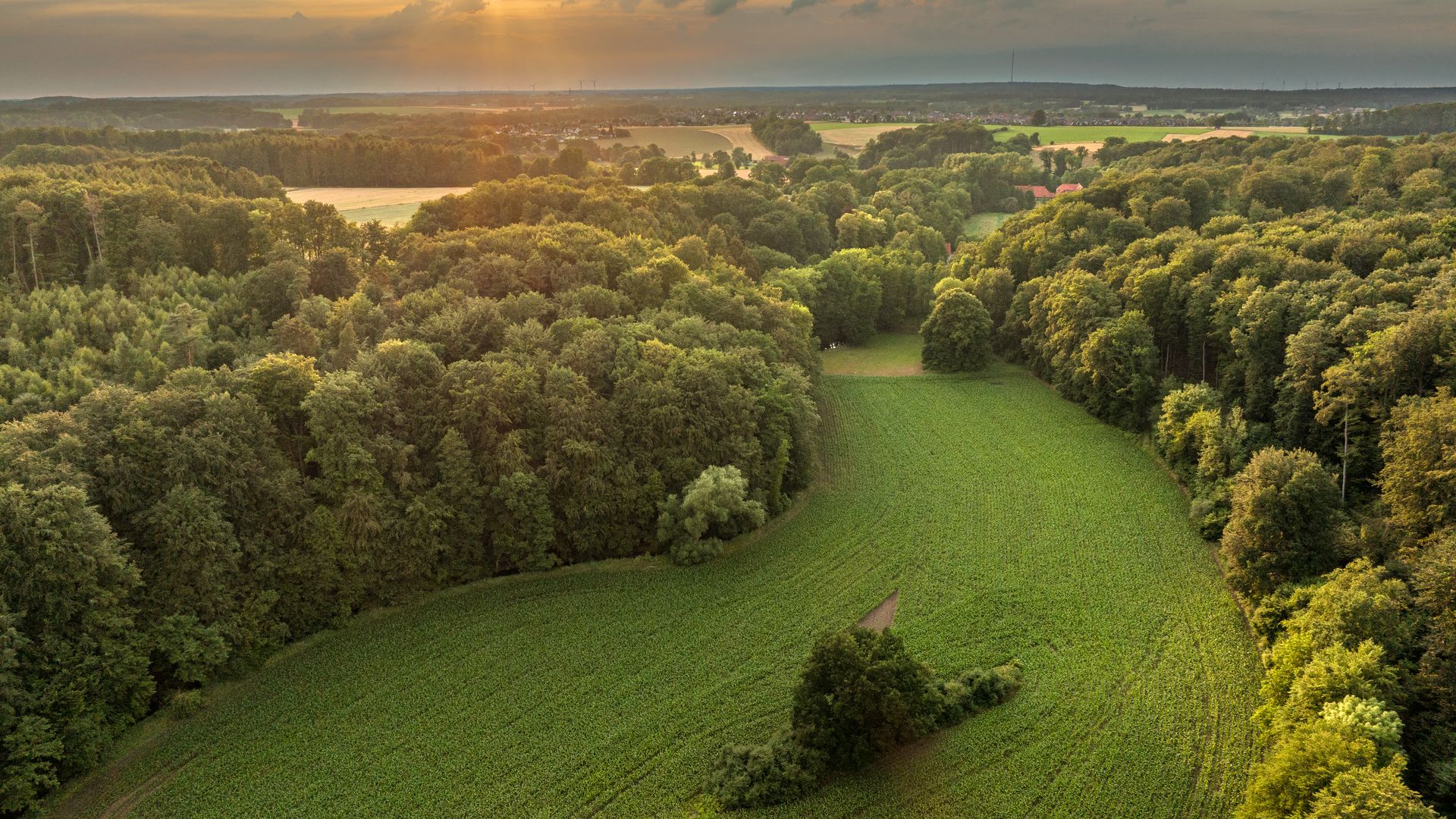 Bos en velden bij zonsondergang, met zacht licht aan de horizon.