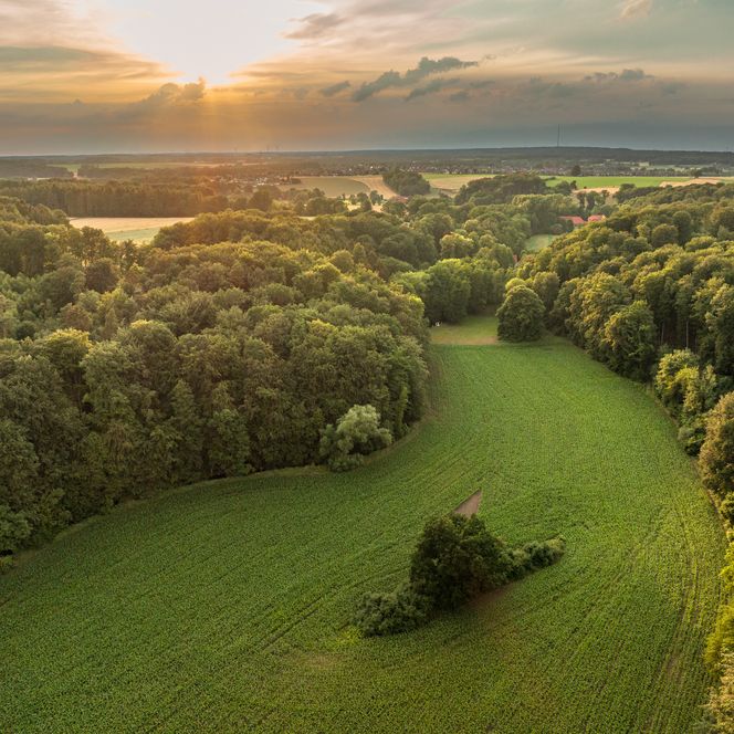 Bos en velden bij zonsondergang, met zacht licht aan de horizon.