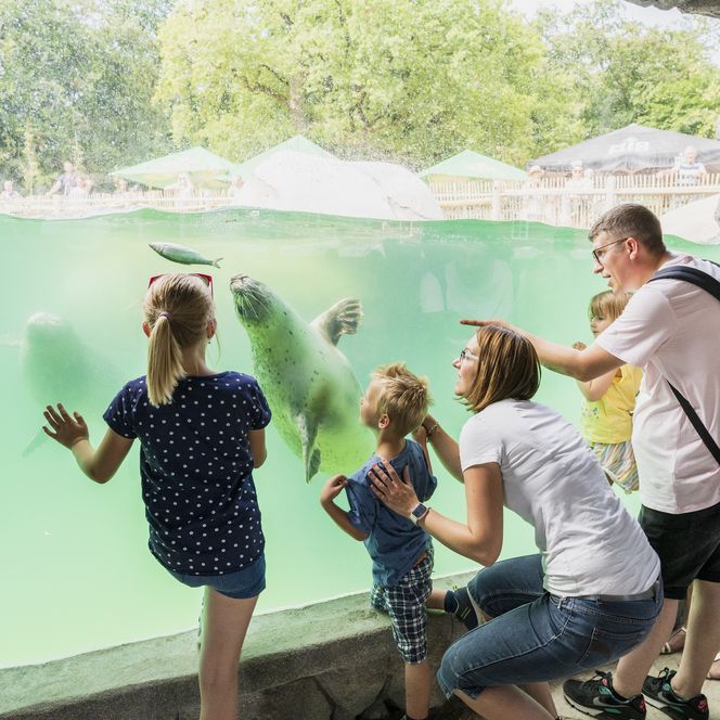 Familien betrachten neugierig Robben durch ein großes Unterwasserfenster in einem Zoo bei Tageslicht.