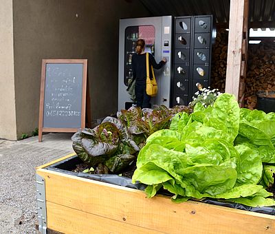 Das Ausflugslokal Hof Thiesing in Osnabrück betreibt auch einen Selbstbedienungs-Hofladen. Rechts vorne im Bild seht ihr eine Holzkiste mit eingepflanztem Salat. Insgesamt sind es vier Salatköpfe. Die zwei linken Salatköpfe sind von der Farbe dunkel und die beiden rechten Salatköpfe haben ein schönes helles Grün. Hinter der Holzkiste mit den Salaten sieht man einen Teil eines Holzschuppens. Dort wird kleingehacktes Holz, wahrscheinlich zum Heizen eines Kamins oder zum Grillen aufbewahrt. Links daneben ist der Selbstbedienungsautomat. Dort können Gäste 24 Stunden an 7 Tagen, frische Eier und Lebensmittel für Kleingeld bekommen. Eine Frau steht vor dem Selbstbedienungsautomaten und wirft gerade Geld ein, um etwas zu kaufen. Links neben dem Automaten steht eine Tafel, wo etwas mit Kreide drauf geschrieben wurde, dieses kann man auf dem Foto aber nicht lesen. 