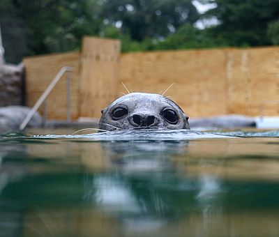 Die "Wasserwelten Mariasiel" warten nur darauf, von Groß und Klein erkundet zu werden.