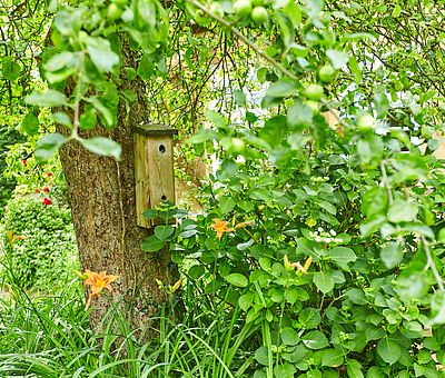 Garten des Restaurant-Café Kroneck-Salis in Bad Iburg mit Apfelbaum und Vogelhäuschen