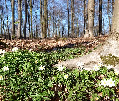 Frühblüher im Freeden in Bad Iburg