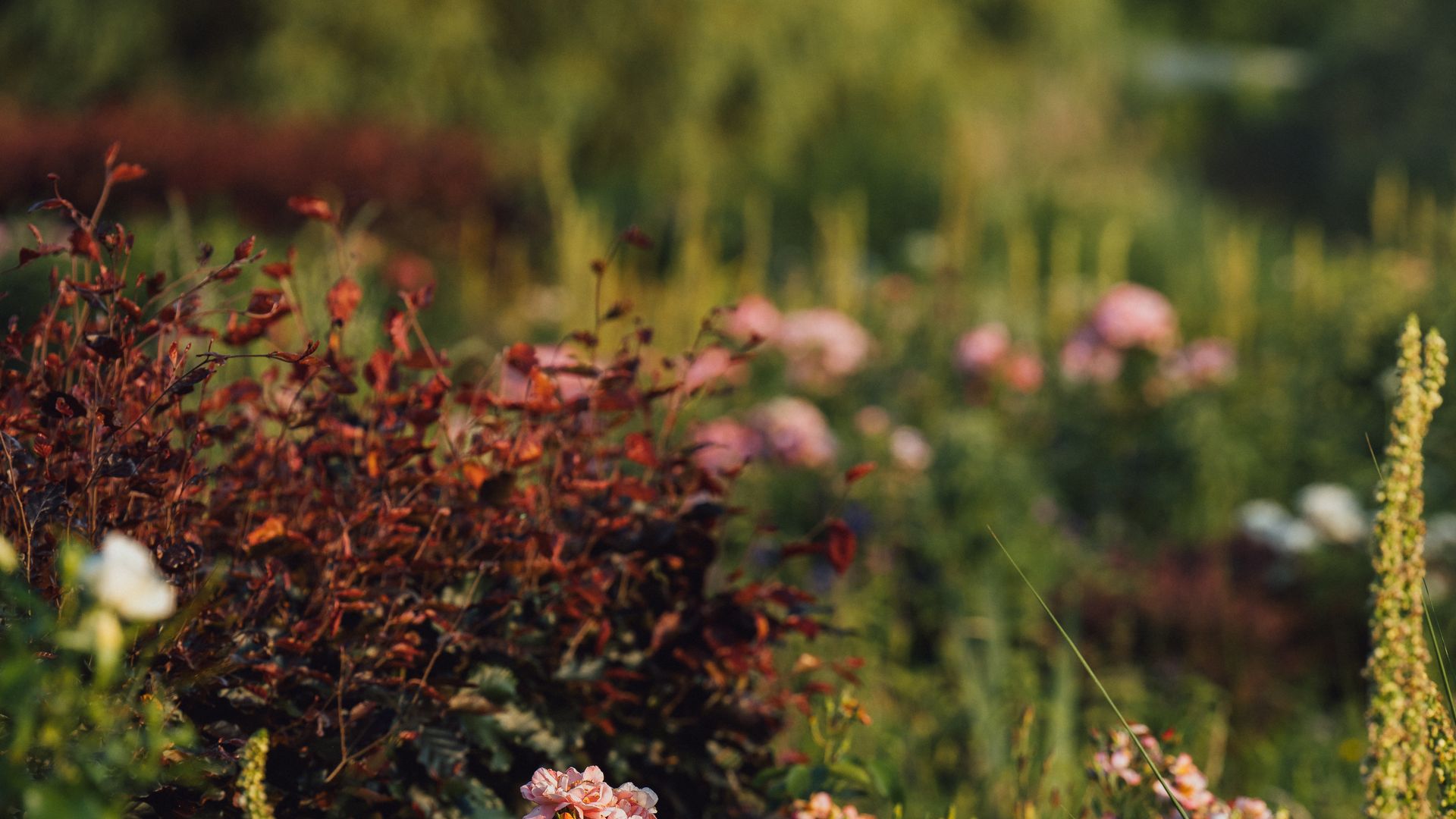 blumen-copyright-tol-foto-marcel-lesch (4).jpg