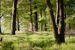 Lichtdurchfluteter Wald mit dichtem, grünem Laub und sanftem, grasbewachsenem Boden.