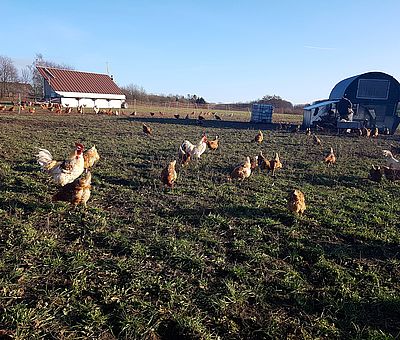 Mit dem CSA-Hof in Bramsche-Pente, gibt es seit 2011 einen Hof der solidarischen Landwirtschaft (Solawi) in der Region, etwa 15 km nördlich von Osnabrück. "Solawi" bedeutet, dass mehrere private Haushalte die Kosten eines landwirtschaftlichen Betriebs tragen, wofür sie im Gegenzug dessen Ernteertrag erhalten. Der englische Begriff dafür, "Community Supported Agriculture", wird mit "CSA" abgekürzt. Der CSA-Hof Pente ist Teil einer internationalen Bewegung, die ihren Ursprung übrigens in Ostasien hat. 